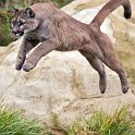 slides/IMG_0809.jpg puma, mountain, lion, cougar, wildlife, feline, big cat, cat, predator, fur, eye, jump WBCW123 - Puma - Mountain Lion - Jump